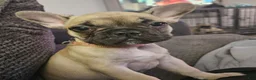 French Bulldog dogs for sale: Pink - Ad 1