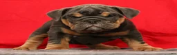 English Bulldog dogs for sale: Tinker - Ad 4