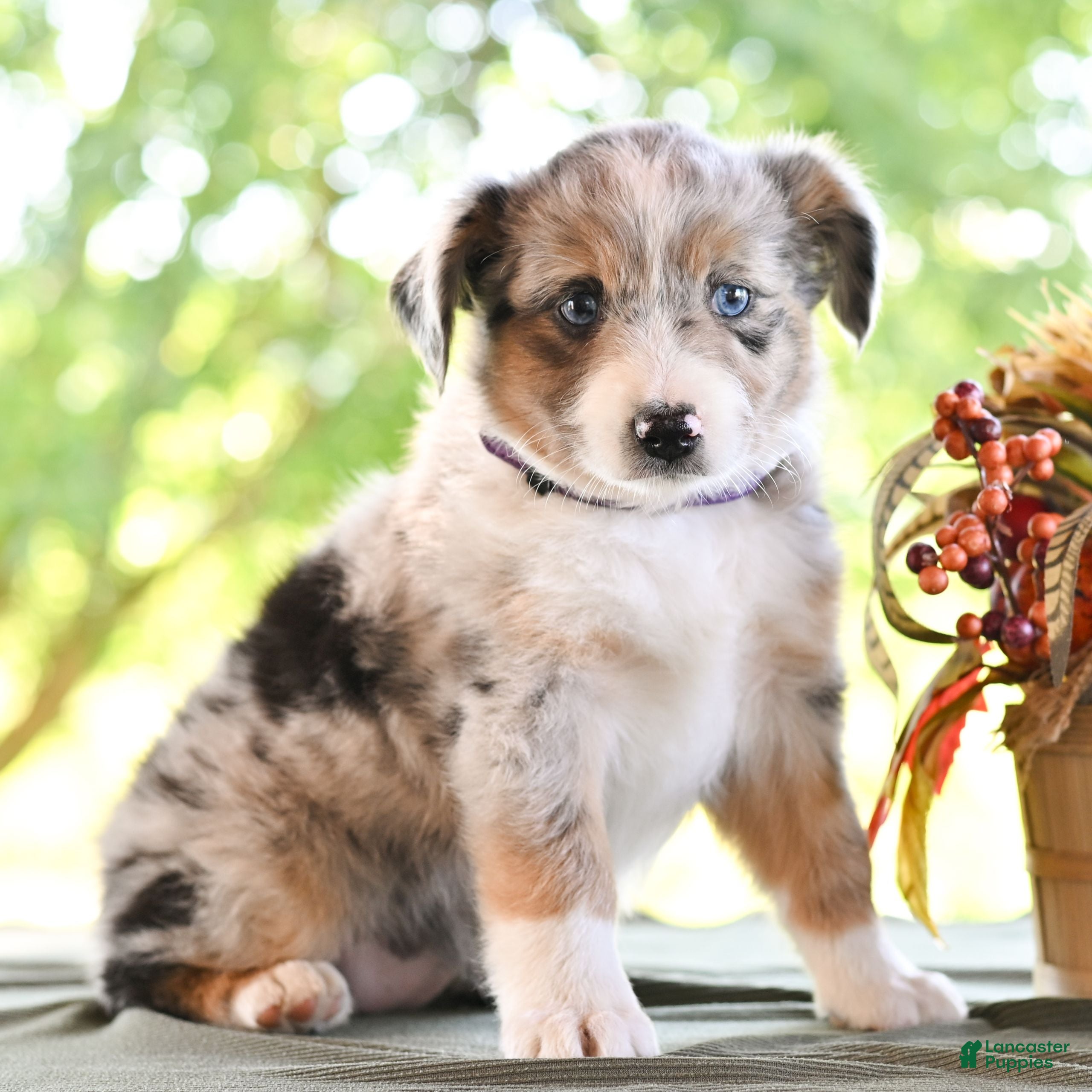 Miniature Australian Shepherd dogs Daisy  - Ad 2