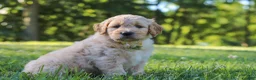 Mixed Breed dogs for sale: Jasper - Ad 3