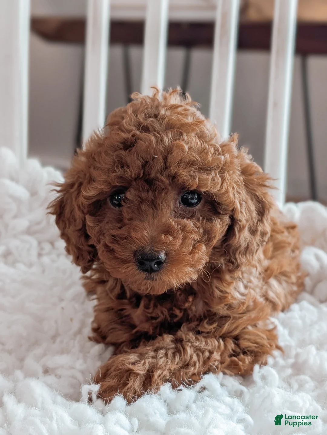 Miniature Poodle dogs for sale: Bella - Ad 5