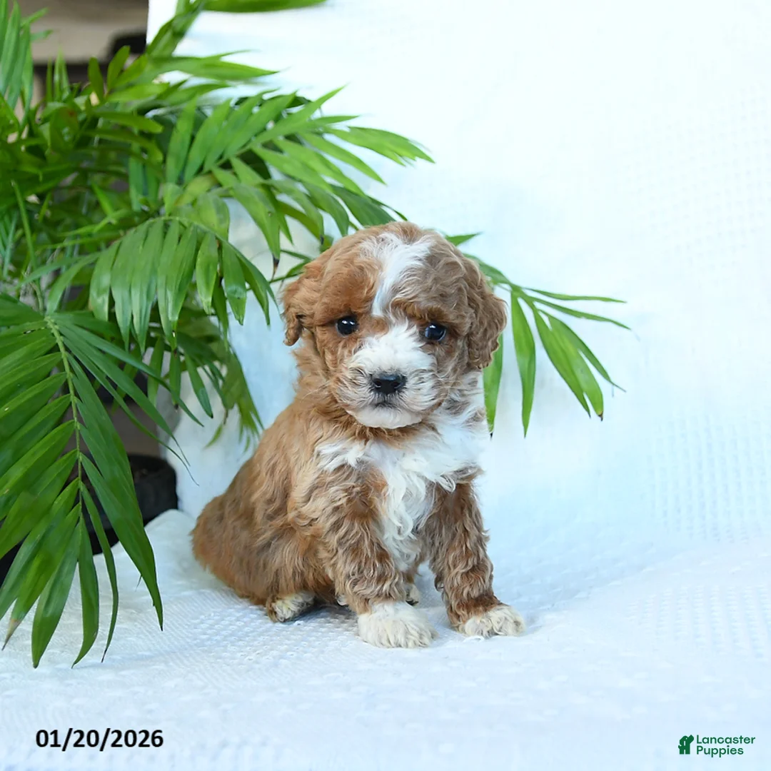 Miniature Poodle dogs for sale: Hickory - Ad 2