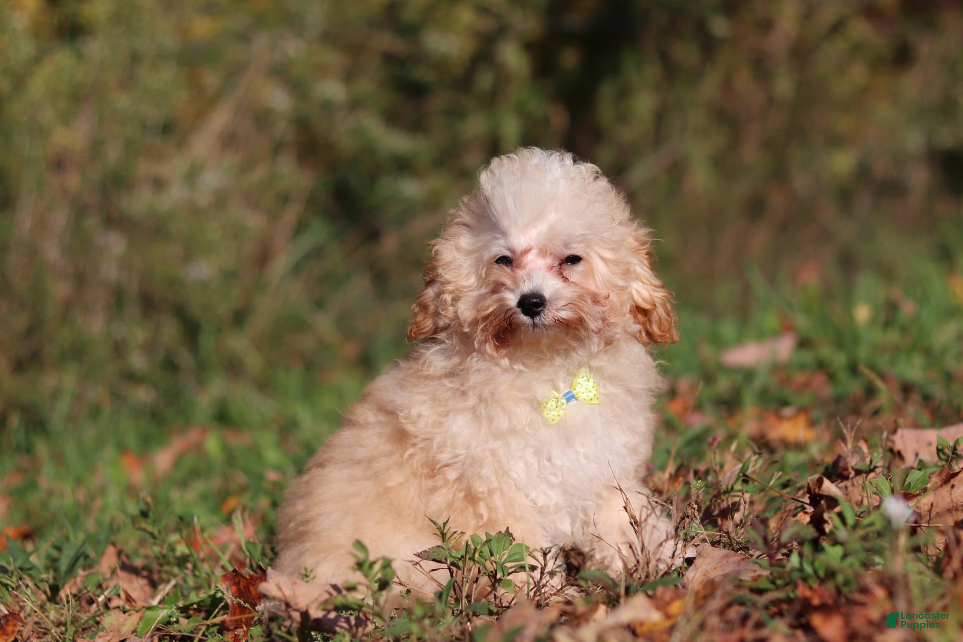 Miniature Poodle dogs Denver (AKC) - Ad 2