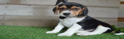 Beagle dogs for sale: Remington - Ad 1