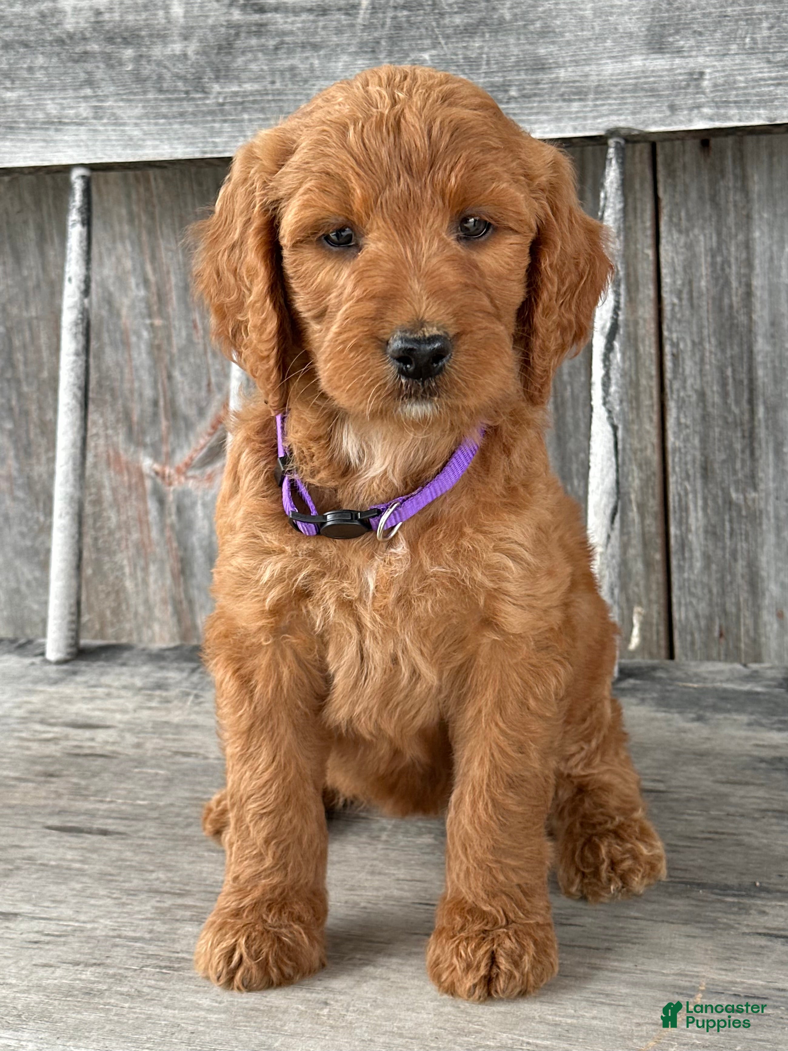 Irish Doodle dogs Charlotte  - Ad 2