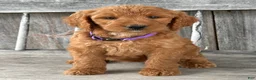 Irish Doodle dogs for sale: Charlotte  - Ad 2