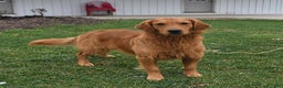Golden Retriever dogs for sale: Dasher - Ad 7
