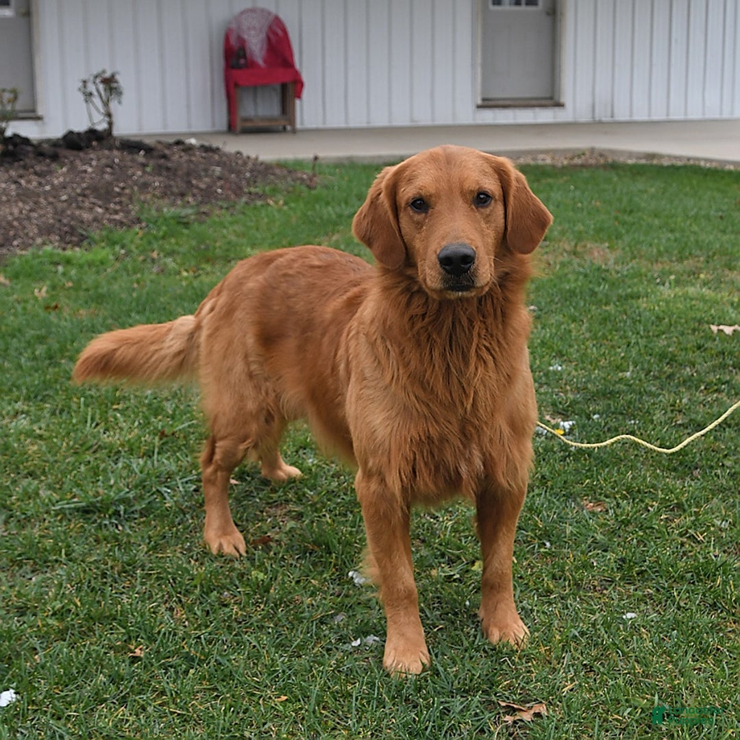 Golden Retriever dogs for sale: Dasher - Ad 7