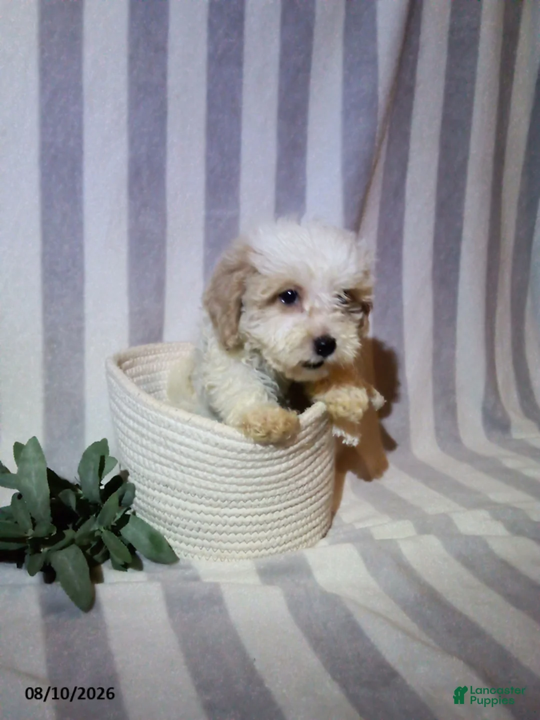 Havapoo dogs for sale: Pete - Ad 3
