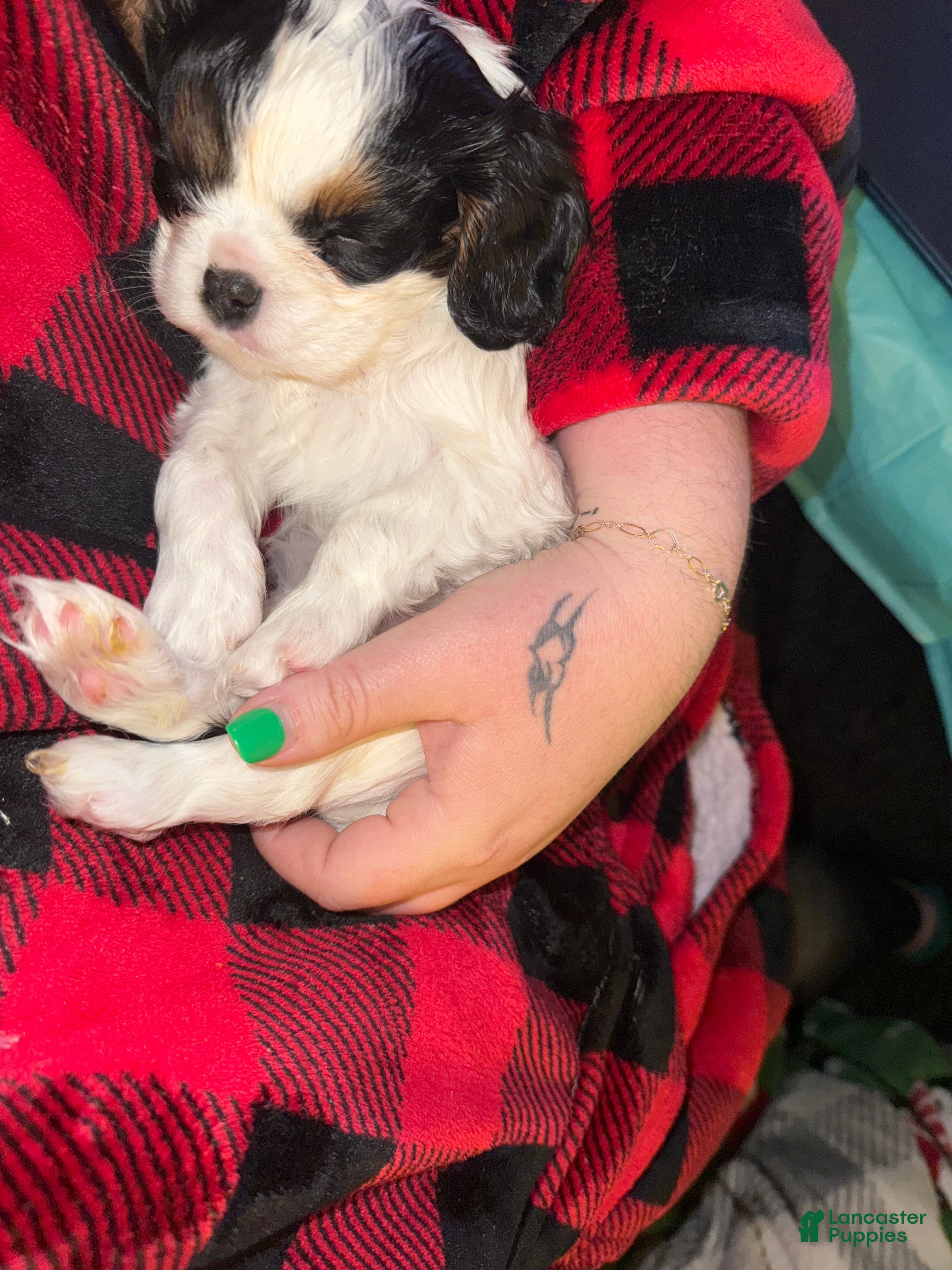 Cavalier King Charles Spaniel dogs Aspen - Ad 19