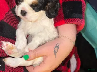 Cavalier King Charles Spaniel dogs Aspen - Ad 19