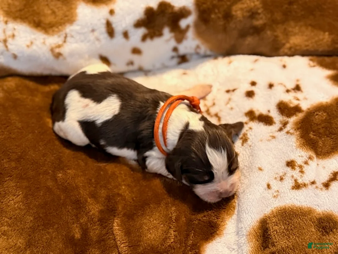 English Springer Spaniel dogs for sale: Liver try roan-Male - Ad 2