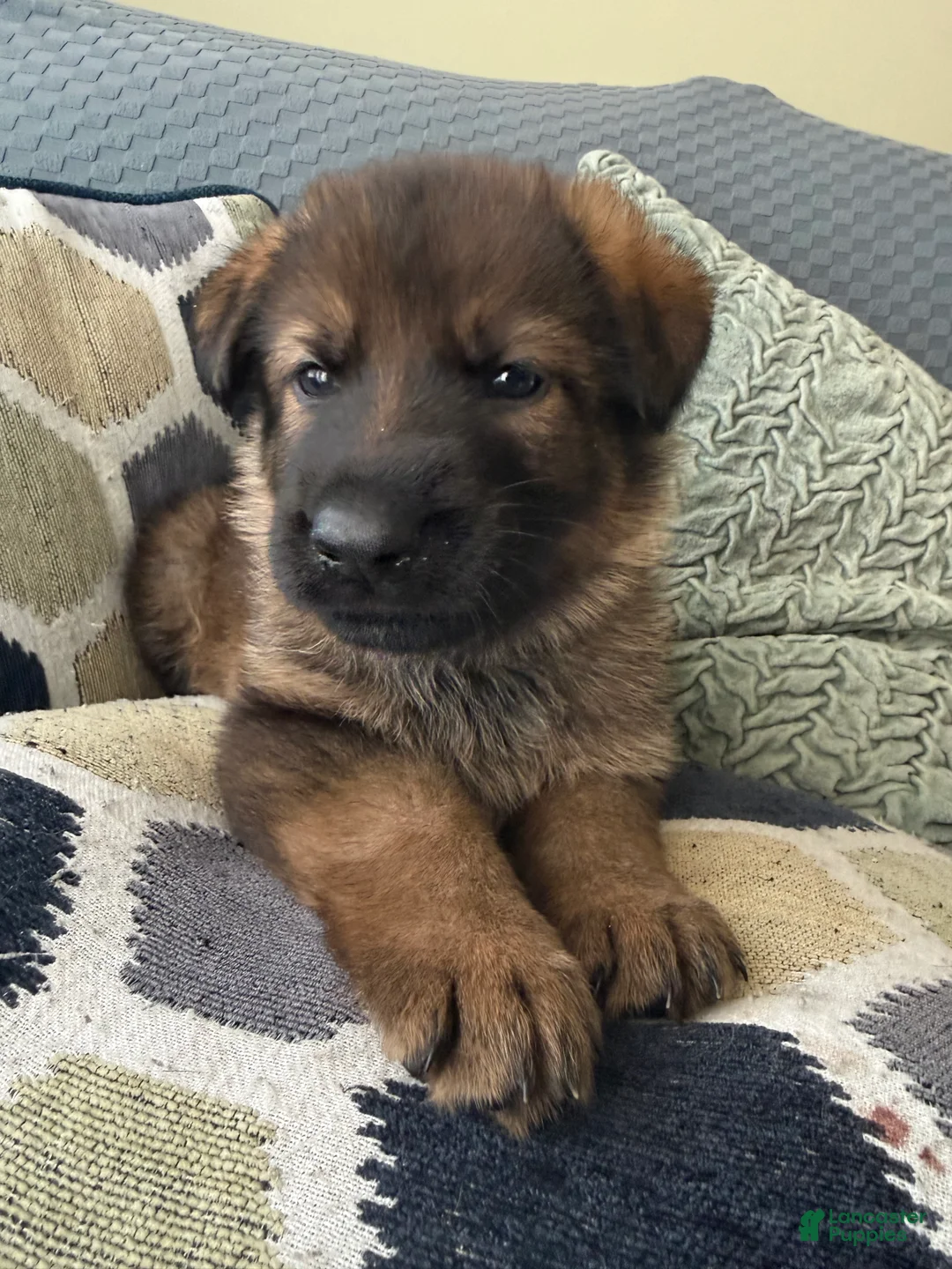 German Shepherd dogs for sale: German Shepherd Puppy 3-green  - Ad 1