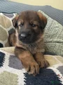 German Shepherd Puppy 3-green