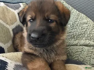 German Shepherd dogs German Shepherd Puppy 3-green - Ad 11