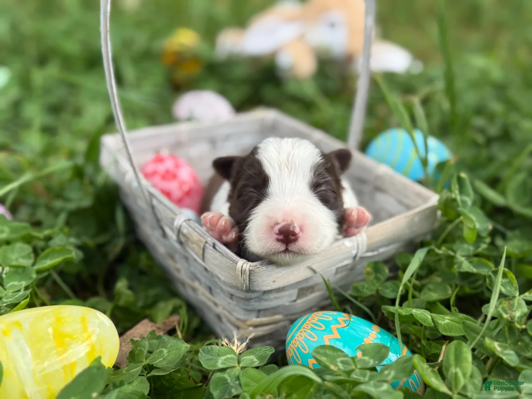 Border Collie dogs for sale: Red Merle Boy - Ad 5