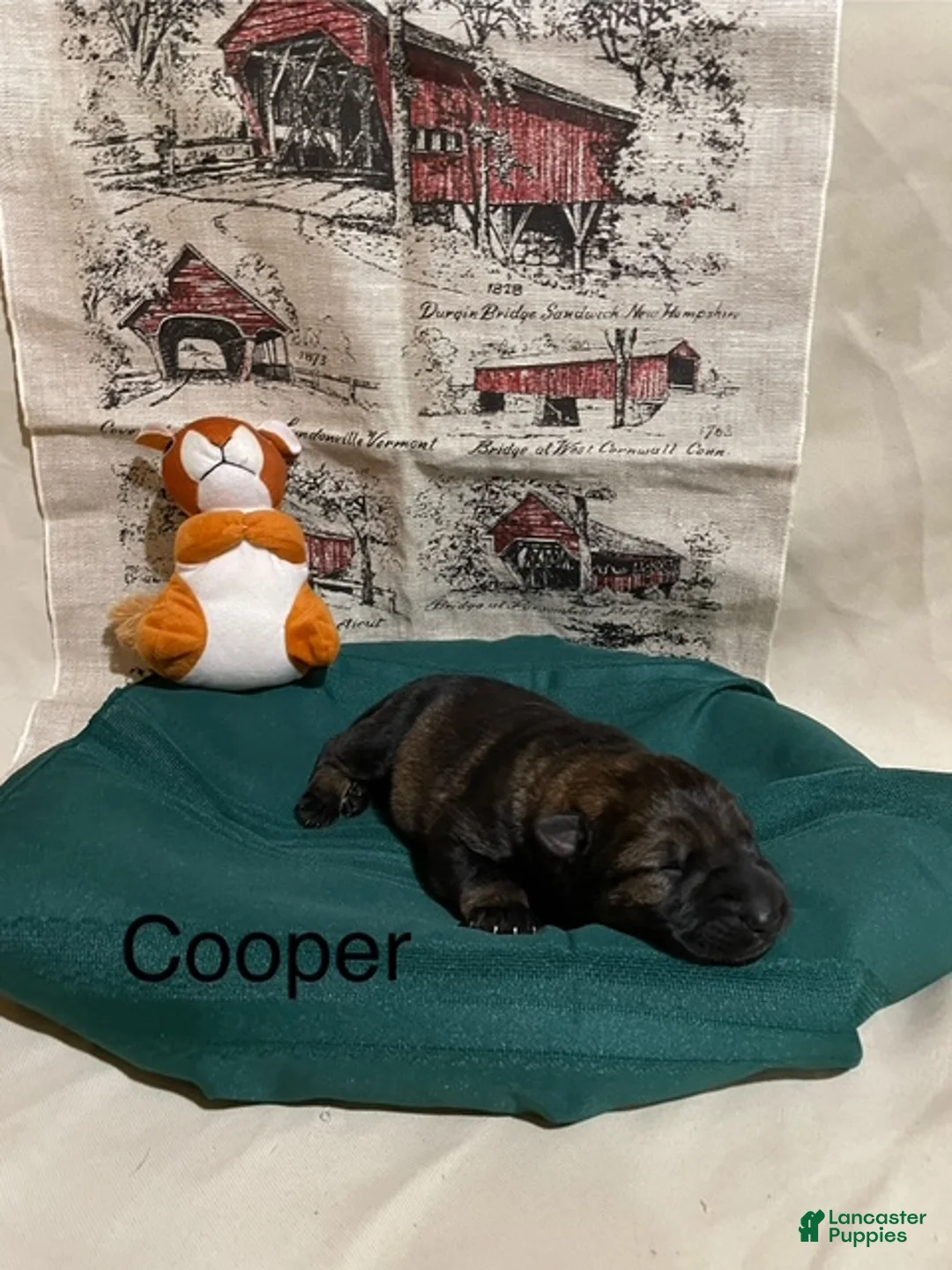 German Shepherd dogs for sale: Cody - Ad 9