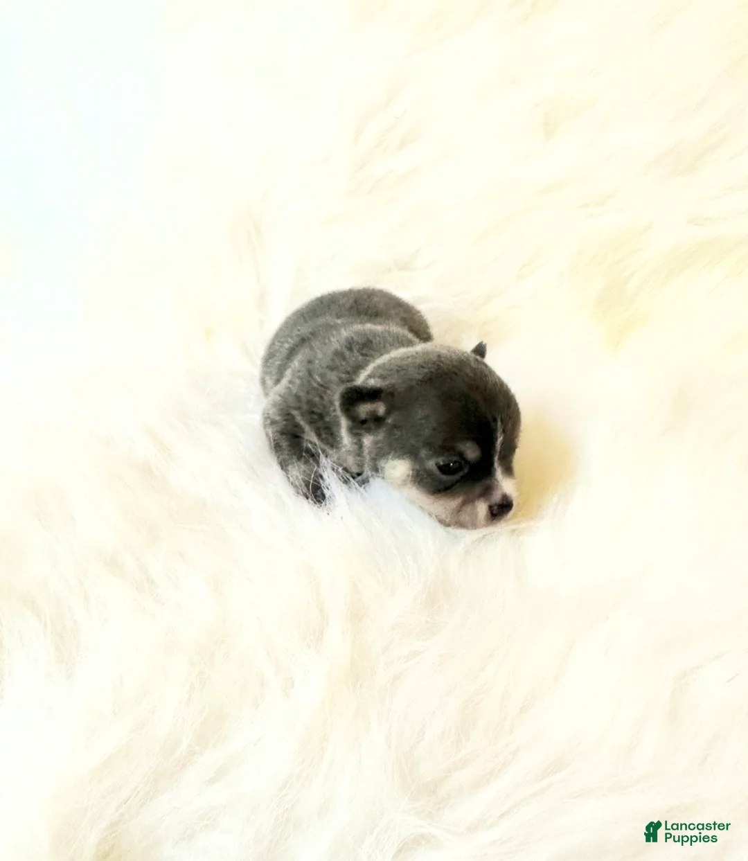 Chihuahua dogs for sale: AKC Bluey - Ad 2