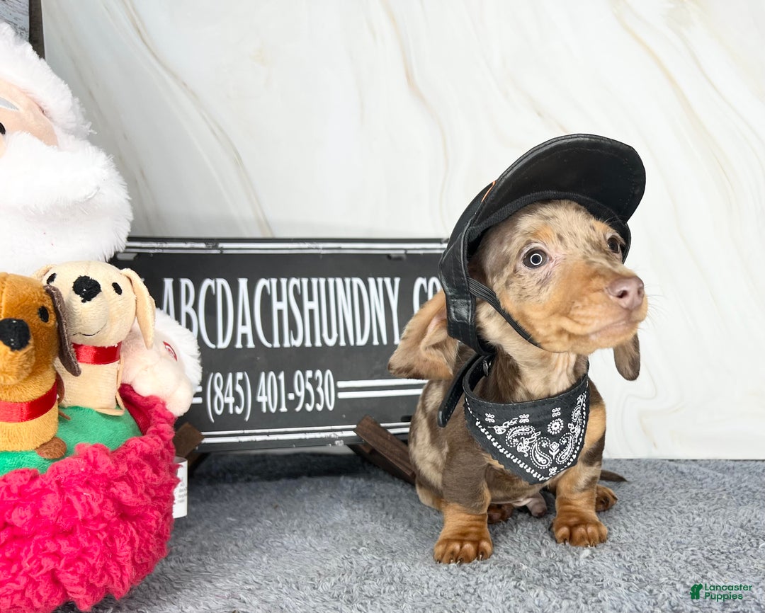 Dachshund dogs for sale: Ch Harriet LH dappleAkc - Ad 16