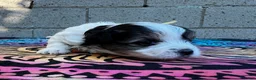 Yorkiepoo dogs for sale: Charlie  - Ad 6