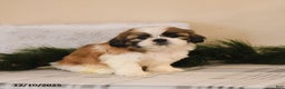 Shih Tzu dogs for sale: Lux - Ad 2