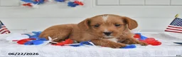 Toy Poodle dogs for sale: Scout - Ad 3