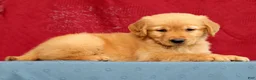 Golden Retriever dogs for sale: Genesis - Ad 5