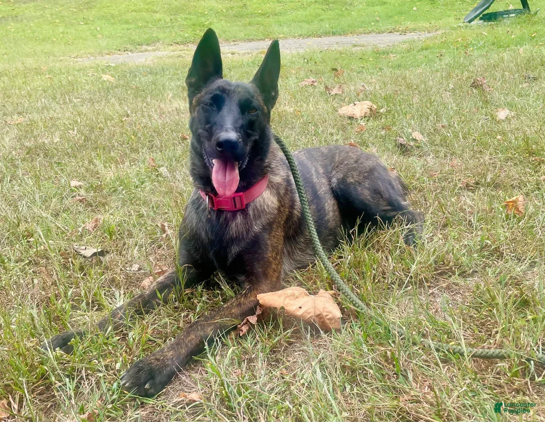 Gallery Image {{count}}