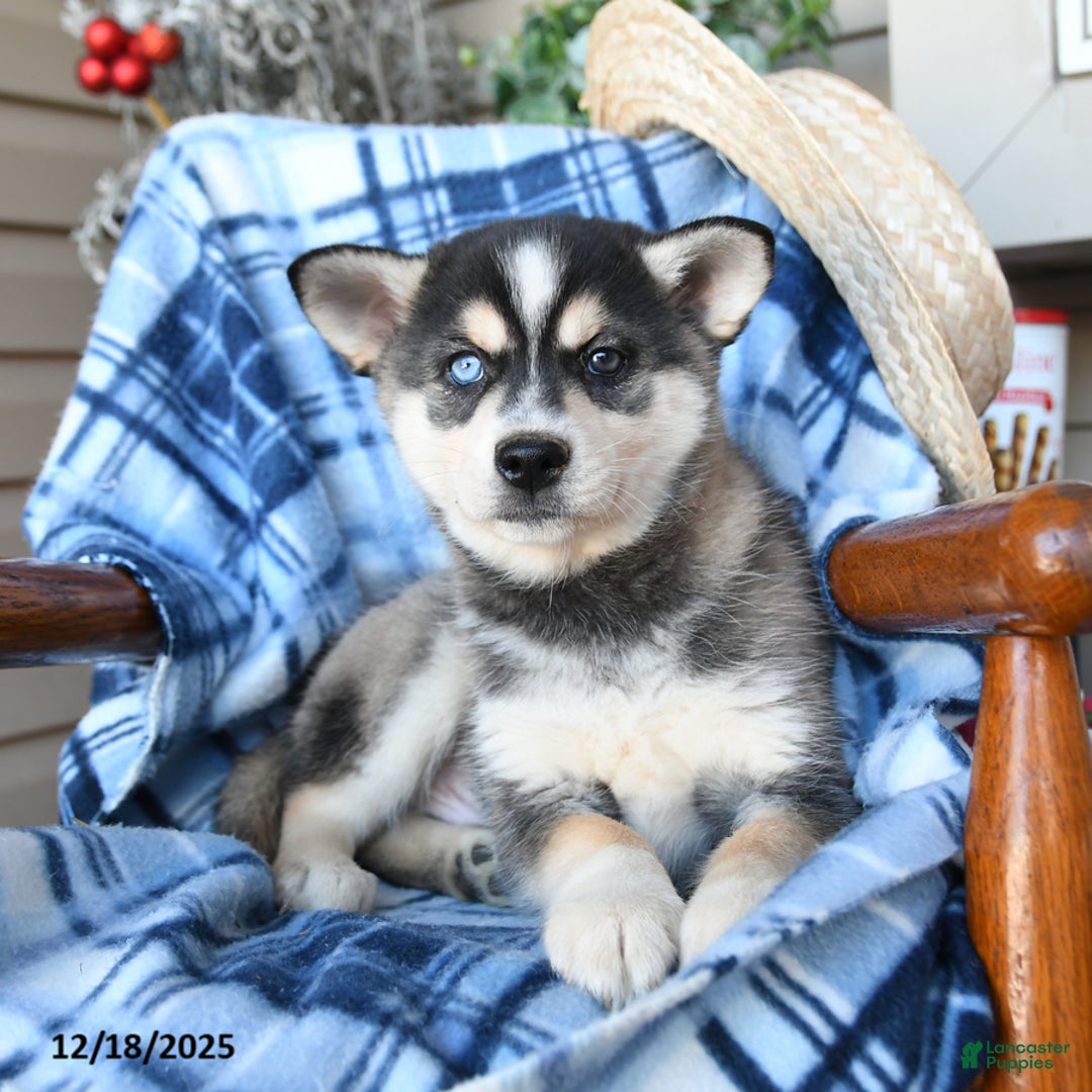 Alaskan Klee Kai dogs for sale: Everest - Ad 2