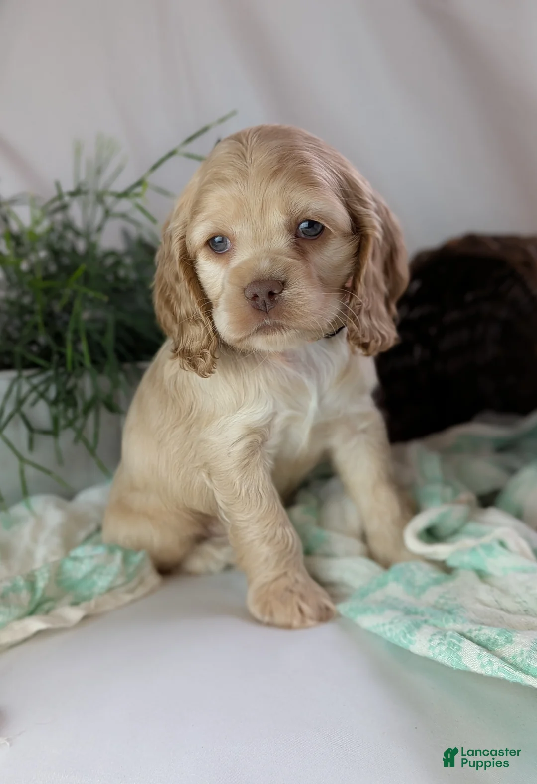 Cocker Spaniel dogs for sale: Zen - Ad 2