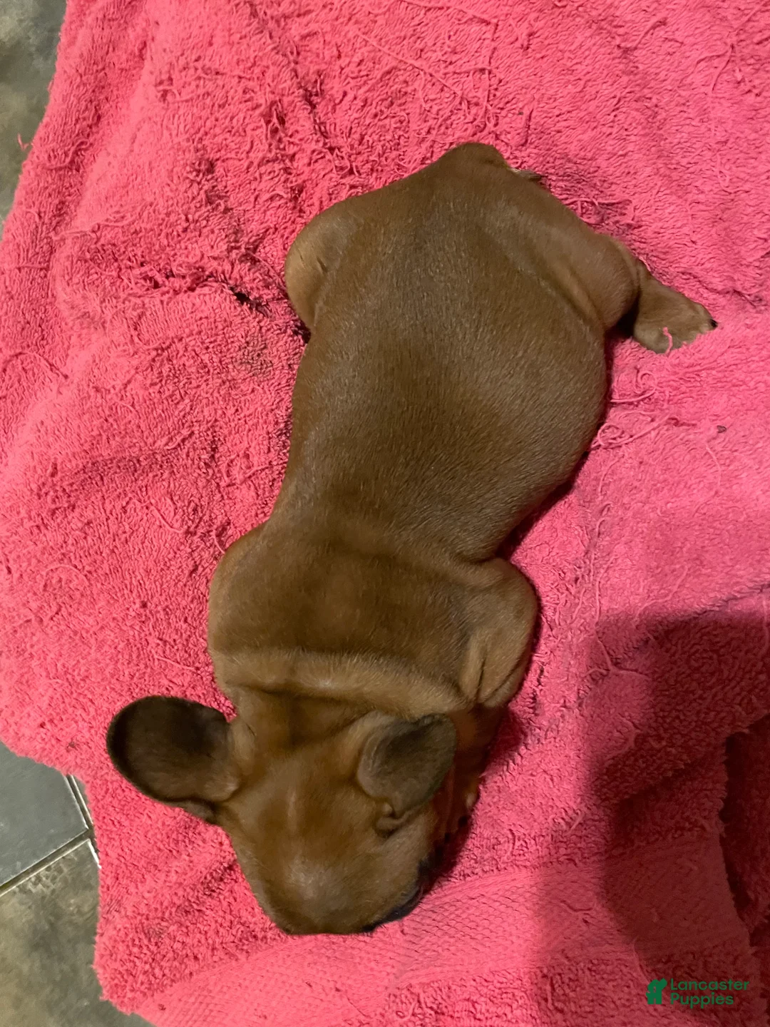 French Bulldog dogs for sale: Chase - Ad 4