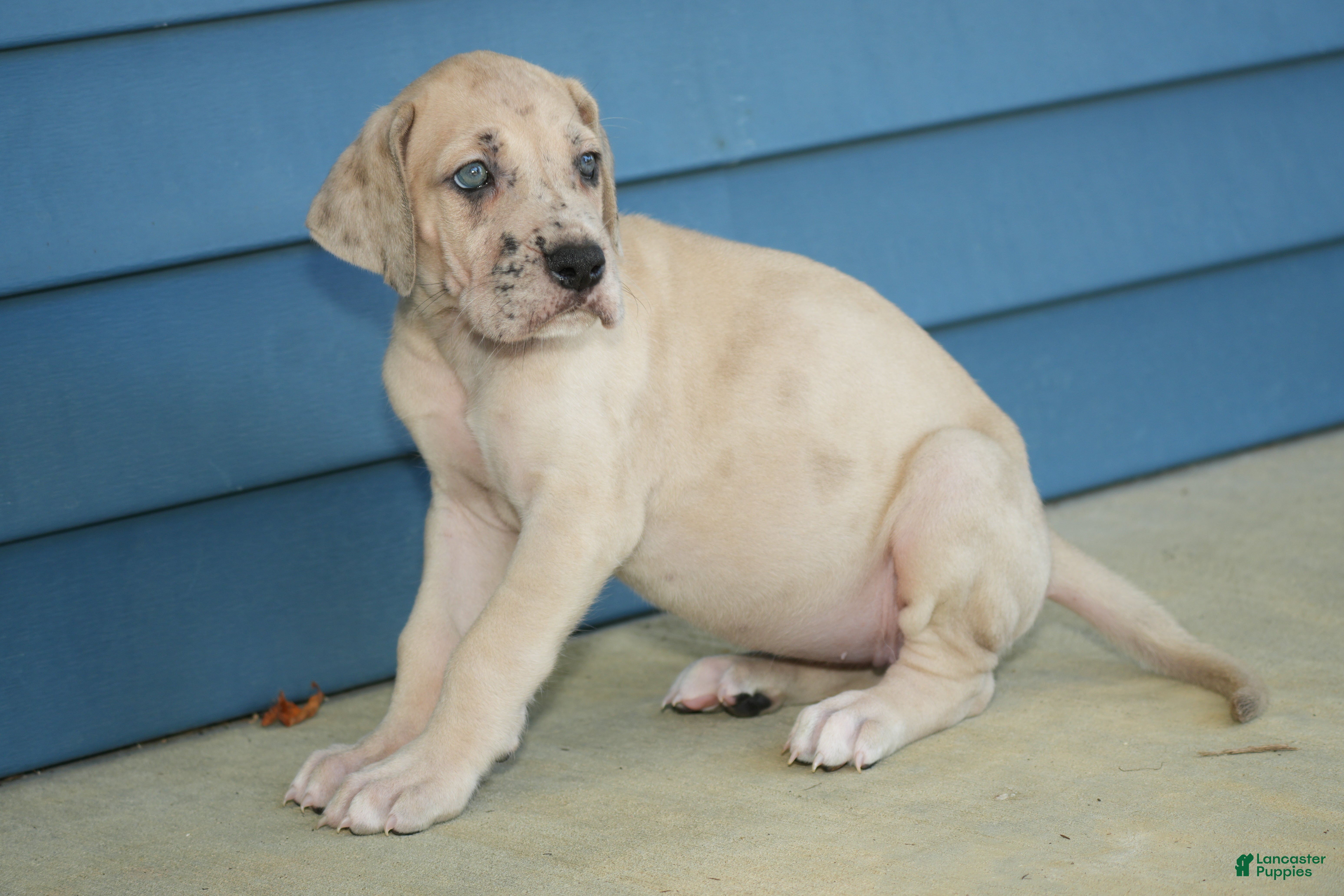 Great Dane dogs Faith - Ad 32