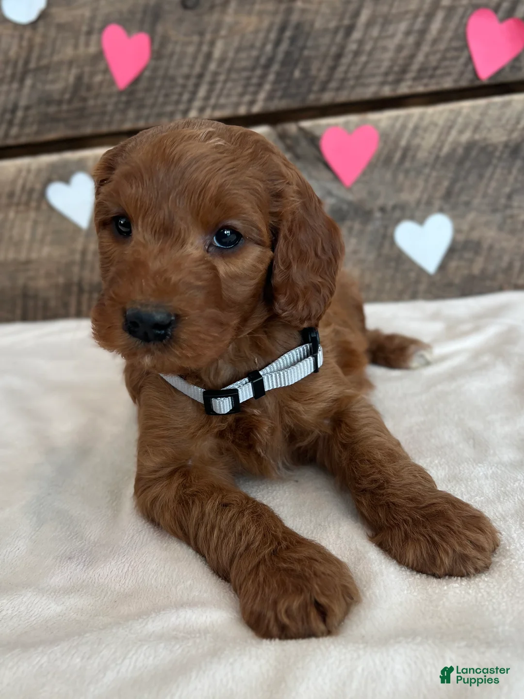 Irish Doodle dogs for sale: Poppy - Ad 8