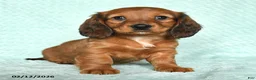 Miniature Dachshund dogs for sale: Daisy - Ad 2