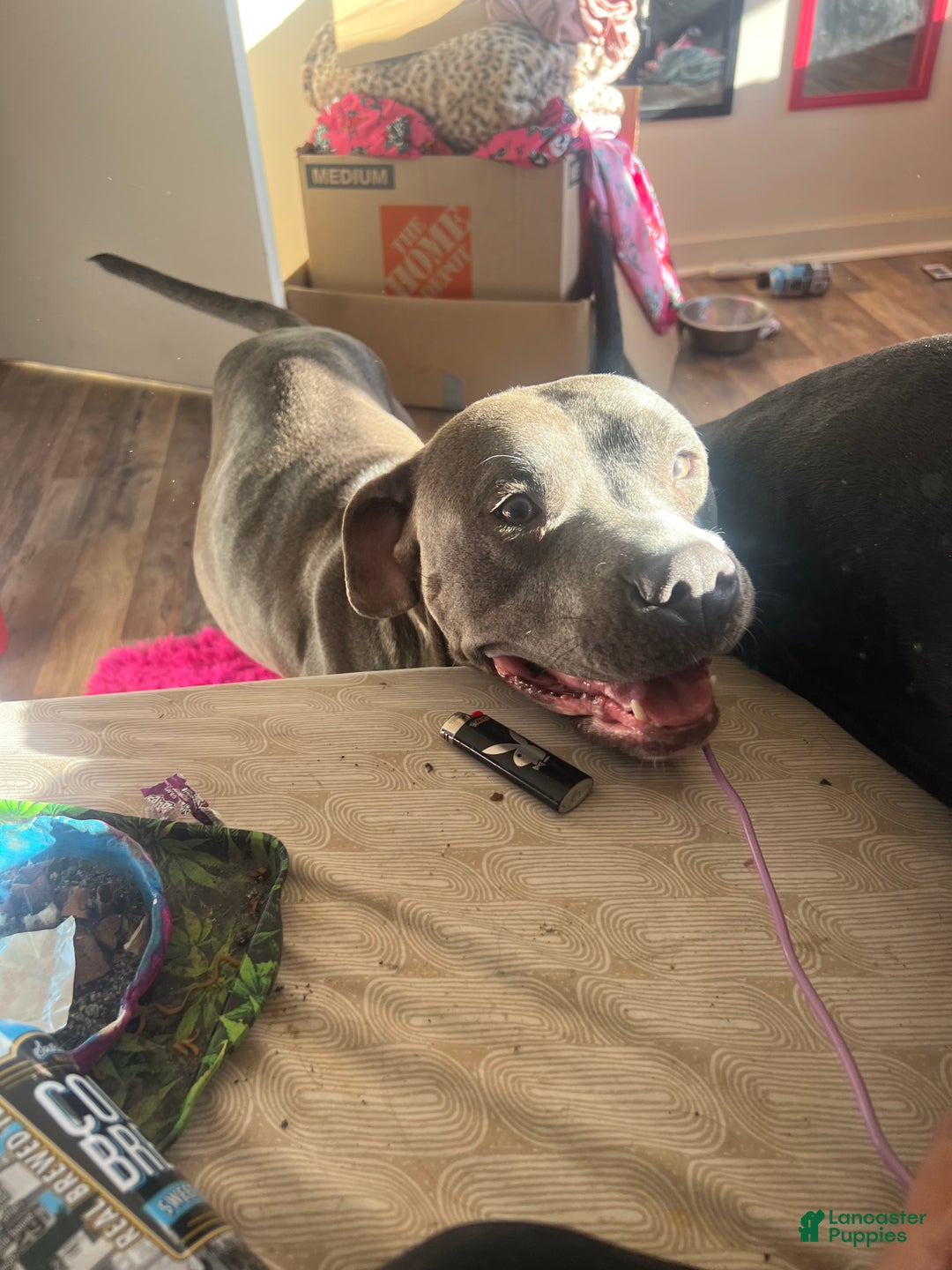 American Pit Bull Terrier dogs for sale: Grumpy - Ad 5