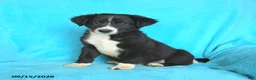 Mixed Breed dogs for sale: Slade - Ad 3
