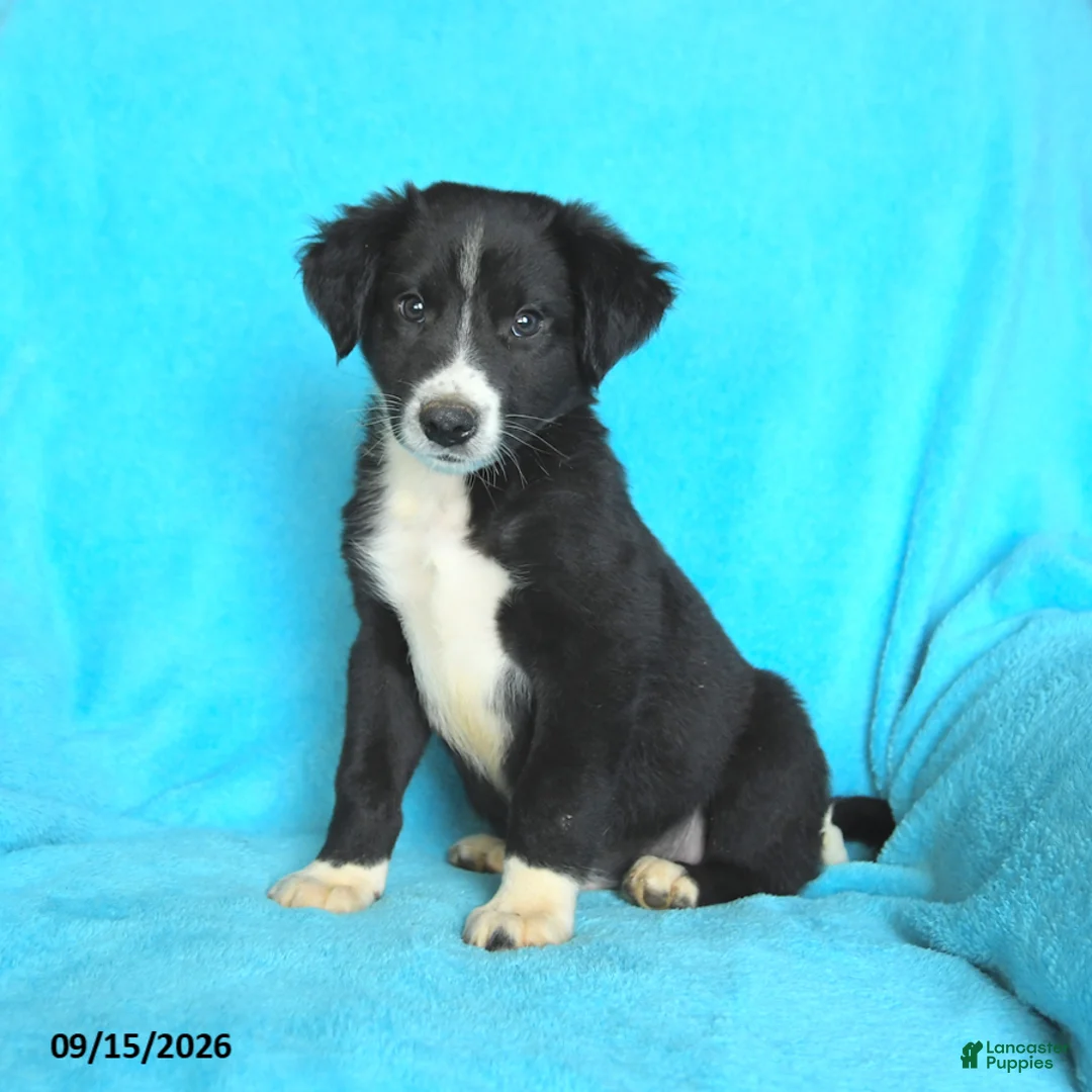 Mixed Breed dogs for sale: Slade - Ad 3