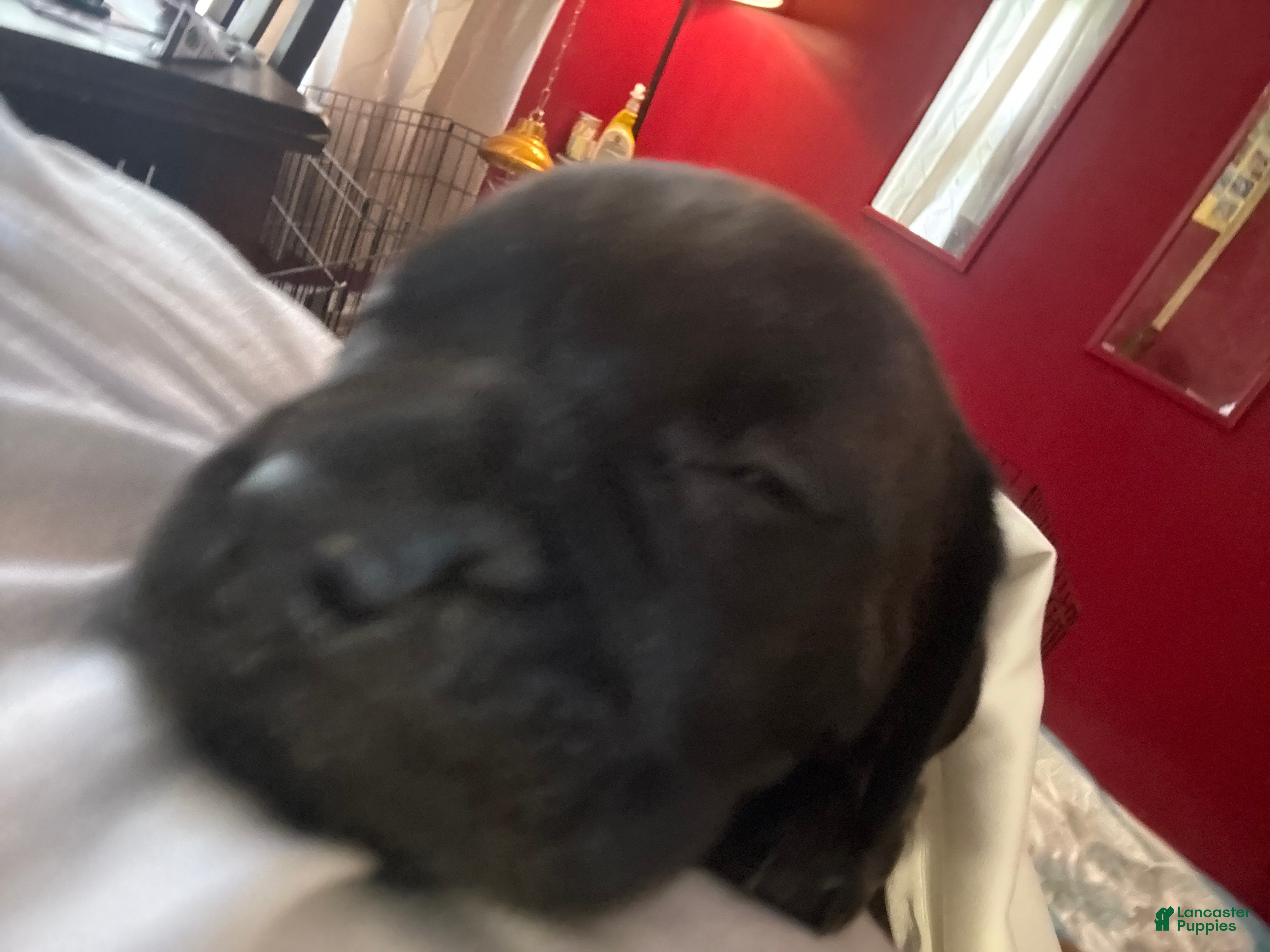 Mixed Breed dogs Mixed Breed 2 - Ad 24