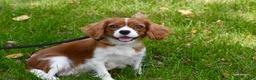Cavalier King Charles Spaniel dogs for sale: Vincent - Ad 14