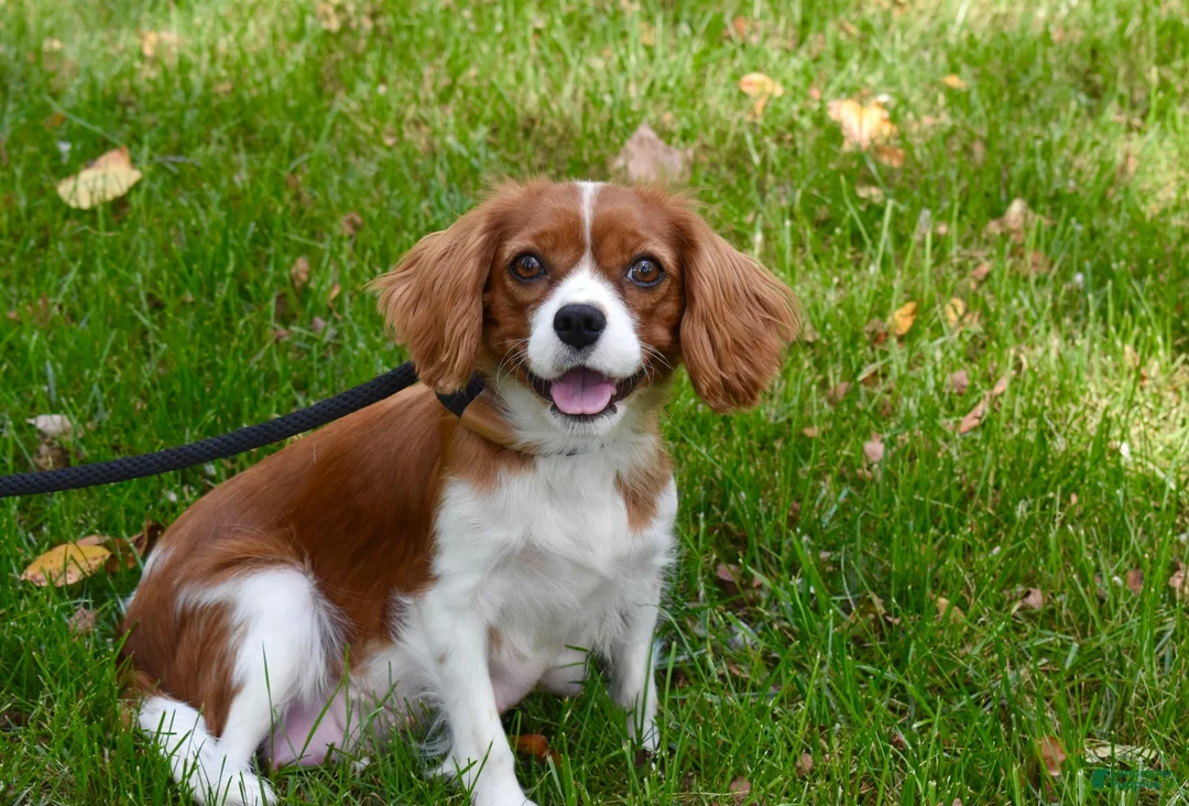 Cavalier King Charles Spaniel dogs for sale: Vincent - Ad 14