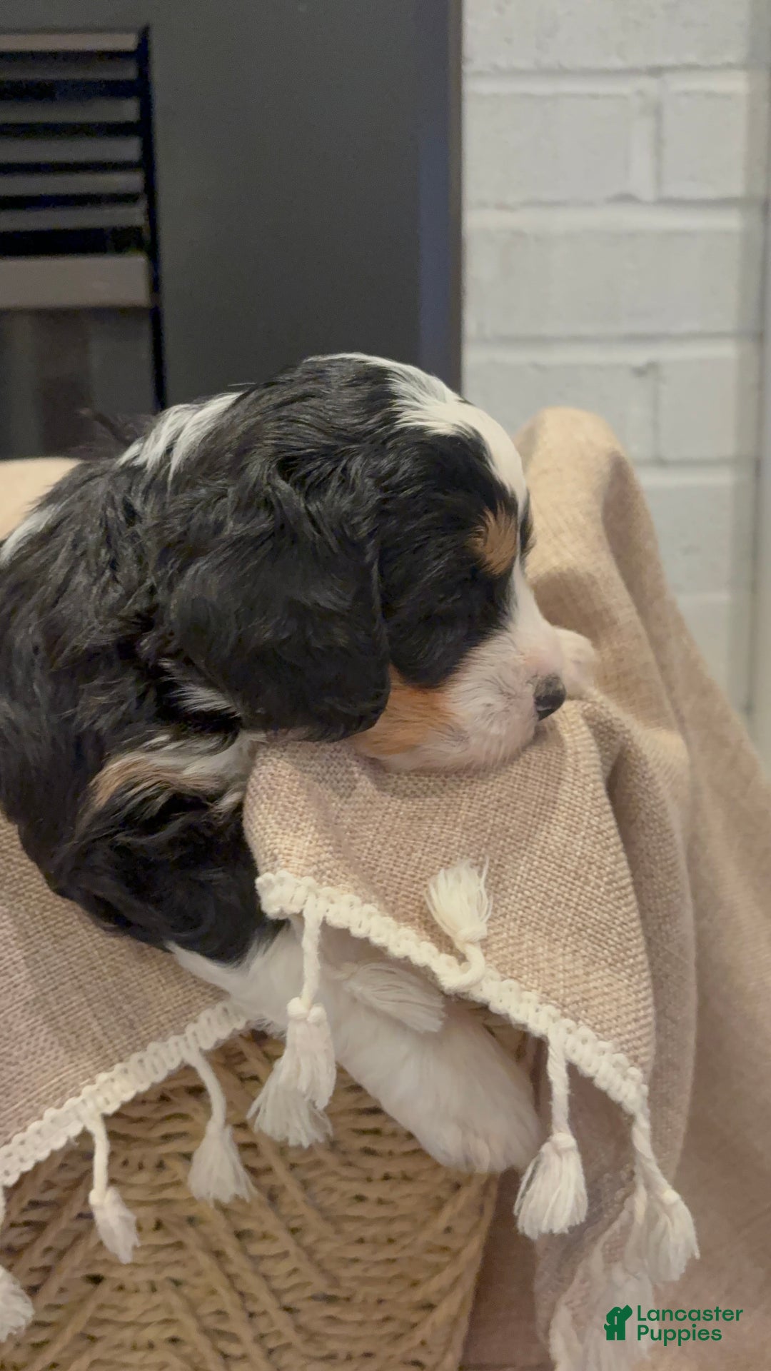 Mini Bernedoodle dogs for sale: Willow - Ad 3