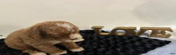 Mini Goldendoodle dogs for sale: Wyatt - Ad 5
