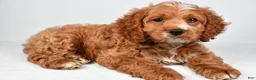 Cockapoo dogs for sale: Gracie - Ad 8
