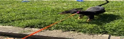 Miniature Pinscher dogs for sale: Miniature Pinscher 3 - Ad 4