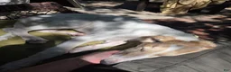 Borzoi dogs for sale: Victor - Ad 4