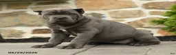 Cane Corso dogs for sale: Bonnie - Ad 2