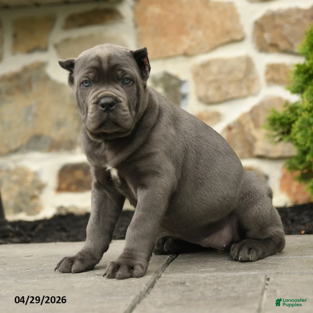 Cane Corso dogs for sale: Bonnie - Ad 2