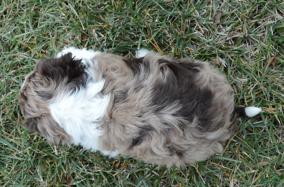 Mini Aussiedoodle dogs for sale: Toy Angel - Ad 11