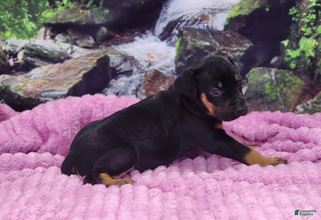 Catahoula Leopard Dog dogs for sale: Luna 2025 Female 4 - Ad 8