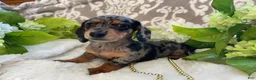 Miniature Dachshund dogs for sale: Elsie - Ad 5